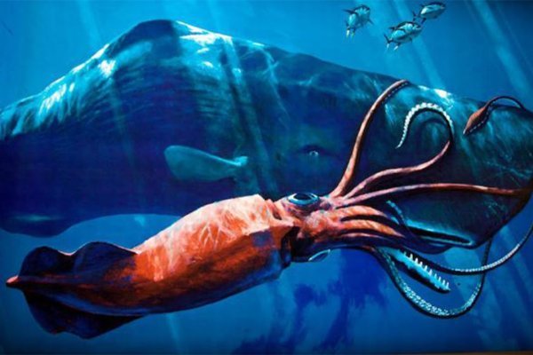 Kraken 18at