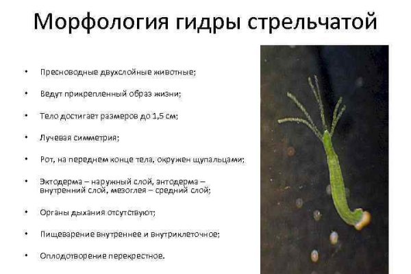 Кракен наркотики россия