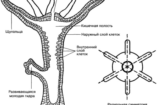 Кракен маркет даркнет слушать