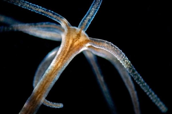 Kraken это современный маркетплейс